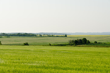 Fototapeta na wymiar View of fields and forests