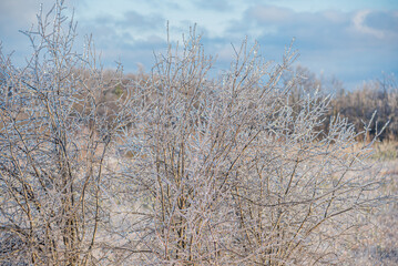 Dry grass blades, encased in ice