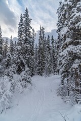 Forest near Lake Louise in Banff Park