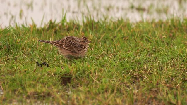A singing skylark (Alauda arvensis) sitting in the grass surrounder by water