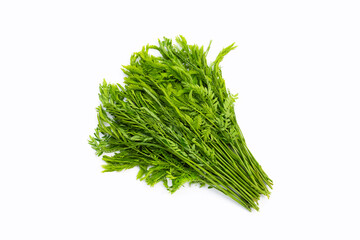 Leucaena leucocepphala on white background.