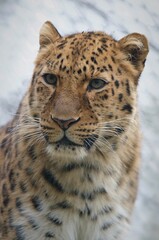 Amur leopard