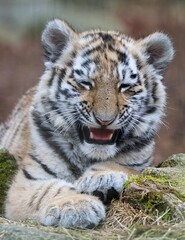 Smiling Amur tiger cub