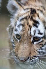 Amur tiger cub