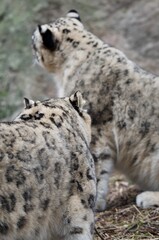 Obraz premium Snow leopards