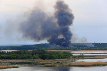 smoke over green forest