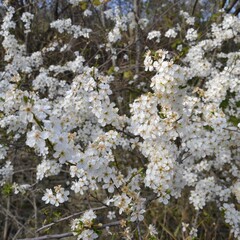 spring withe plum tree flowers 