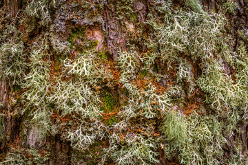 Moss in a pine tree