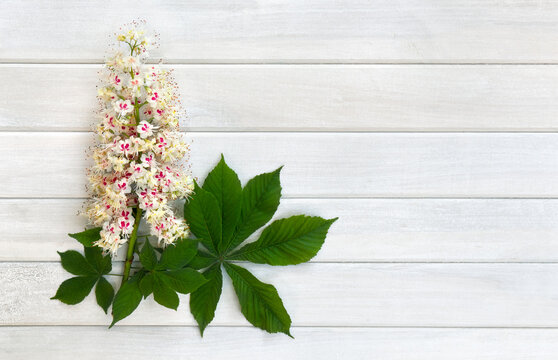 White flowers and leaves buckeye, ( Aesculus, horse chestnut ) on a white wooden planks background. Top view, flat lay
