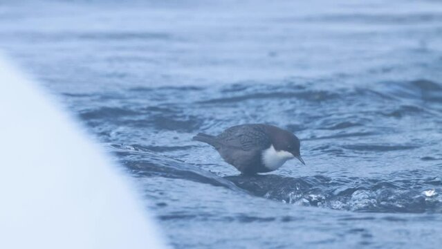 White-throated dipper, Cinclus cinclus standing in a flowing water near Kuusamo, Northern Finland	
