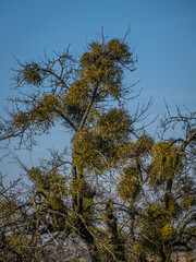 Viele Misteln auf altem Obstbaum