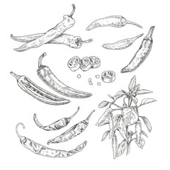 Hand drawn chili peppers. Set sketches with chili peppers on a branch with leaves and flower, whole and cut in half. Vector illustration isolated on white background. - obrazy, fototapety, plakaty