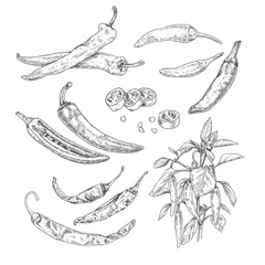 Foto auf Alu-Dibond Hand drawn chili peppers. Set sketches with chili peppers on a branch with leaves and flower, whole and cut in half. Vector illustration isolated on white background. © Hitriy lis
