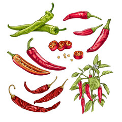Hand drawn chili peppers. Set sketches with chili peppers on a branch with leaves and flower, whole and cut in half. Vector illustration isolated on white background. - obrazy, fototapety, plakaty