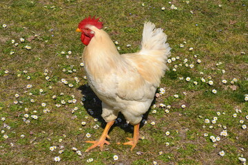 white rooster range chicken on grass