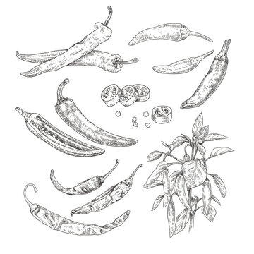 Hand drawn chili peppers. Set sketches with chili peppers on a branch with leaves and flower, whole and cut in half. Vector illustration isolated on white background.