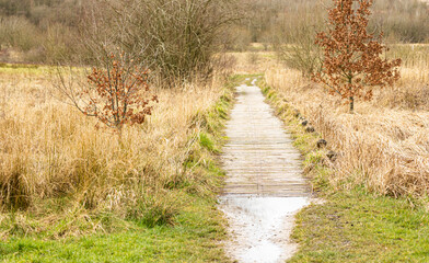 wooden track leading across a section of marshy ground no people nobody