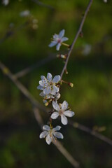 spring plum tree white flowers