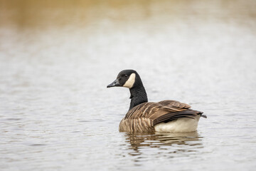 single  Canada goose branta canadensis swimming on a local pond isolated from background rear on