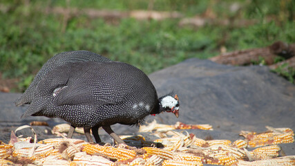 GUINEA Fowl FEEDING ON CORN AND SEEDS ON A FARM
