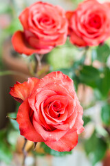 Fresh red rose bud in water drops on a blurred background of green leaves and other roses. Floral lifestyle. Vertical view