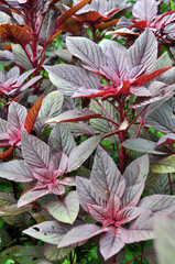 Amaranth grows in the garden