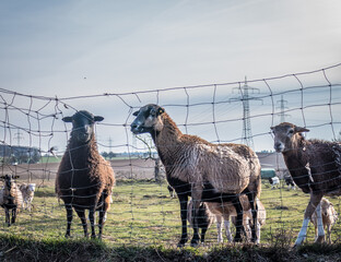 Obraz premium Schafe grasen auf der Weide