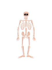 flat human skeleton