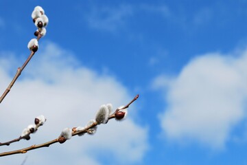 spring willow twigs  © AgaMars