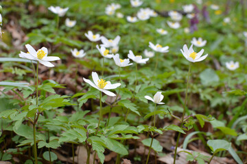 In the wild bloom early spring perennial plant Anemone nemorosa