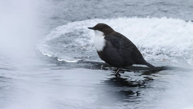 Small White-throated dipper, Cinclus cinclus standing in an icy water in Northern Finland