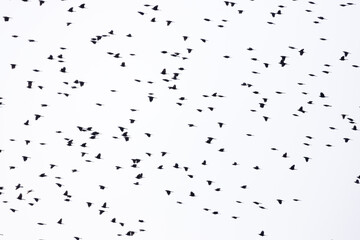 A huge murmuration of blackbirds flying against a cloudy white sky