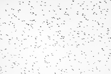 Fototapeta premium A huge murmuration of blackbirds flying against a cloudy white sky