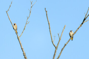 A pair of northern flickers (Colaptes auratus) sits in dead tree branches against a blue sky in Pennypack Park, Philadelphia, Pennsylvania, USA