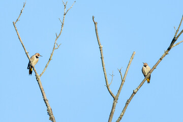 A pair of northern flickers (Colaptes auratus) sits in dead tree branches against a blue sky in Pennypack Park, Philadelphia, Pennsylvania, USA