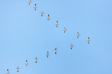 Migrating snow geese (Anser caerulescens) flying in a V formation against a blue sky over New Jersey, USA