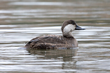 Female black scoter (Melanitta americana) swimming on the water of the Delaware River, Philadelphia, Pennsylvania, USA