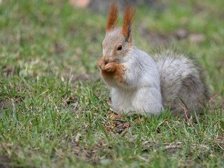 Red squirrel in Almaty park