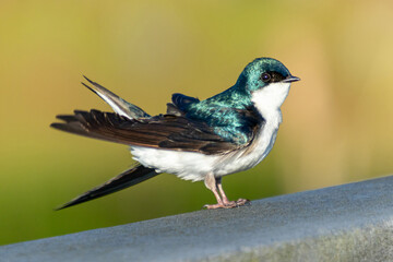 Beautiful tree swallow (Tachycineta bicolor) sitting in the sun