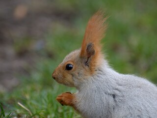 Red squirrel in Almaty park