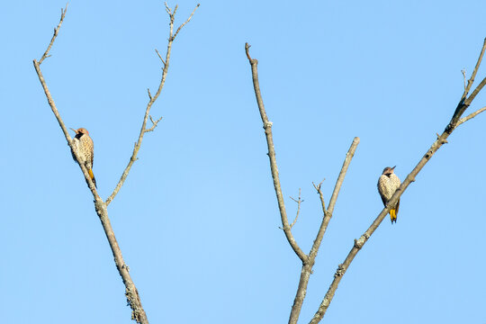 A pair of northern flickers (Colaptes auratus) sits in dead tree branches against a blue sky in Pennypack Park, Philadelphia, Pennsylvania, USA