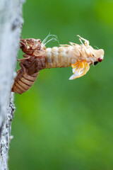 Brood X cicada in the process of emerging from its exoskeleton, side view with green background.
