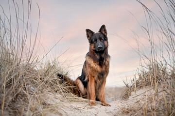 Deutscher Schäferhund in den Dünen HQ