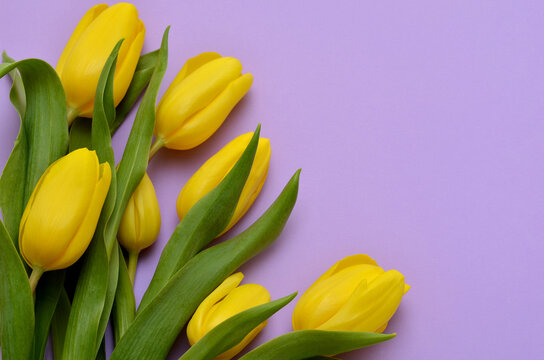 bright yellow tulips on a light purple background close-up