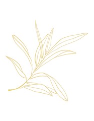Gold line botanical illustration of branch