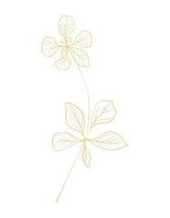 Gold line botanical illustration of branch