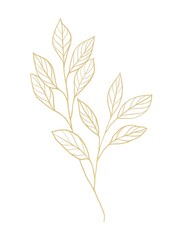 Gold line botanical illustration of branch