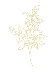 Gold line botanical illustration of branch
