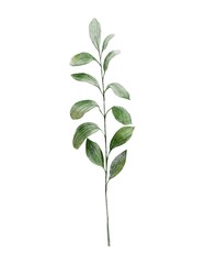 Watercolor botanical clipart of green branch