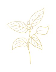 Gold line botanical illustration of branch